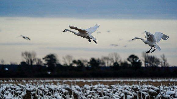 In for Landing