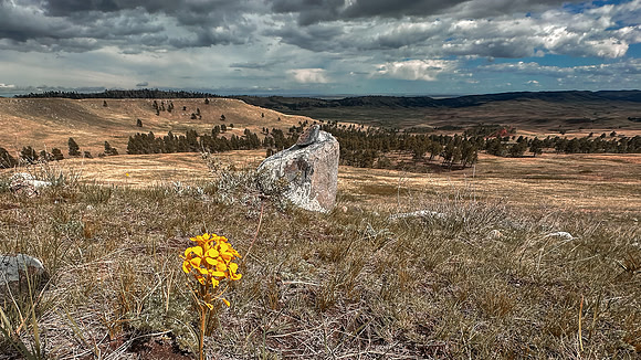 Wild Flower Wind Cave National Park