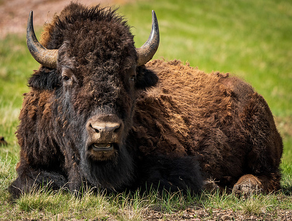Bison Custer State Park