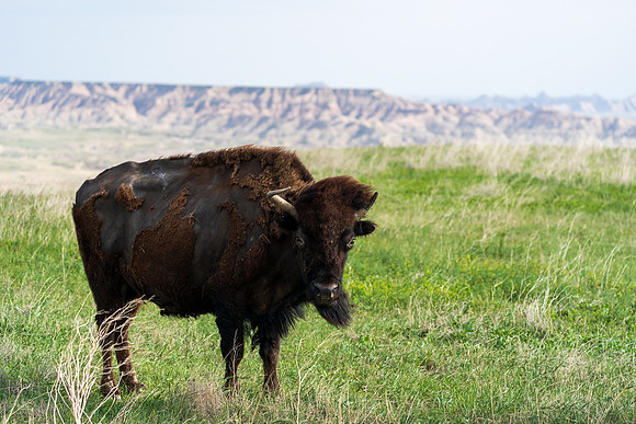 Bison Badlands National Park