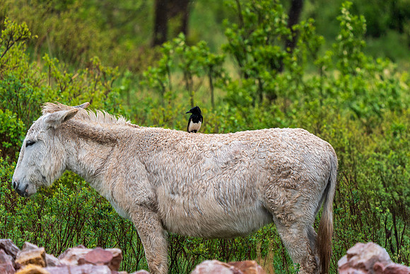 Burro and Bird Custer State Park