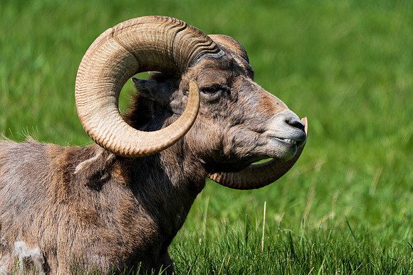 Bighorn Sheep
