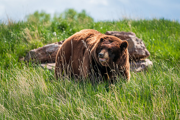 Brown Bear