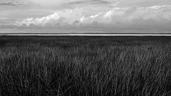 Black and White Marsh