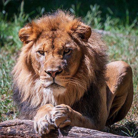 King of the Jungle NC Zoo