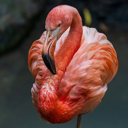 Pink Flamingo Sylvan Bird Park