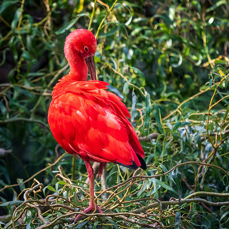 Scarlet Ibis Sylvan Bird Park
