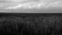 Black and White Marsh