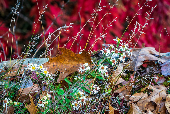 Fall Colors