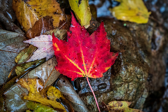 Blue Ridge Colors
