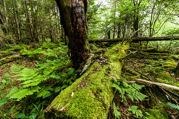 Mossy Log