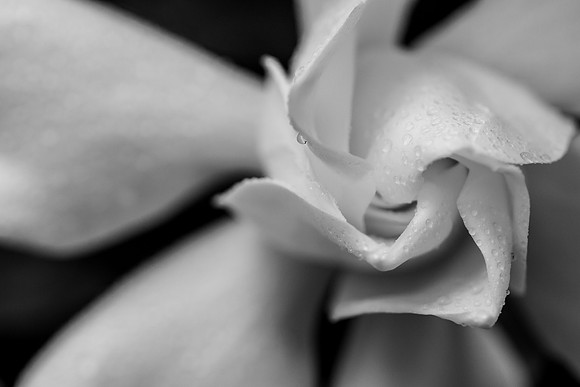 Gardenia