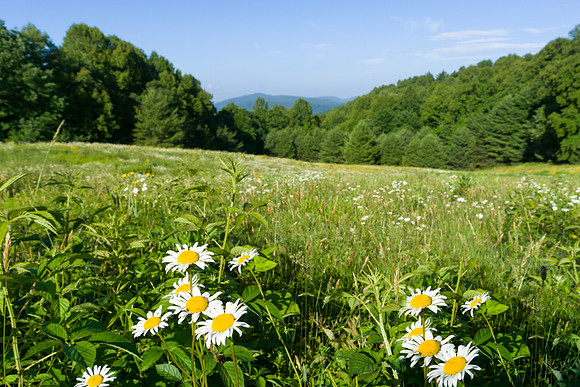 Dasiy Field