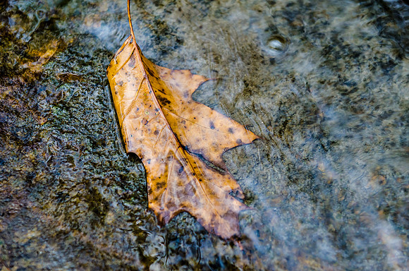 Leaf