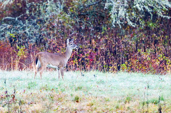 Deer