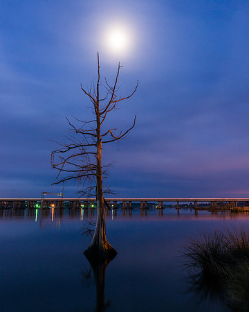 Cypress Tree Moon
