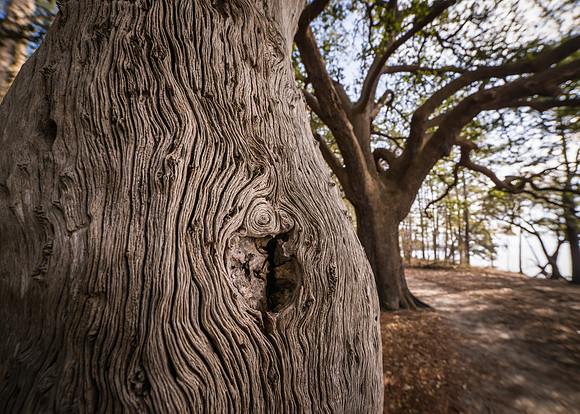 Wood Grain