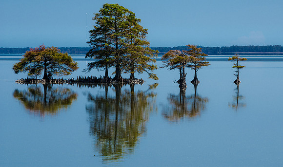 Lake Mattamuskeet Reflection