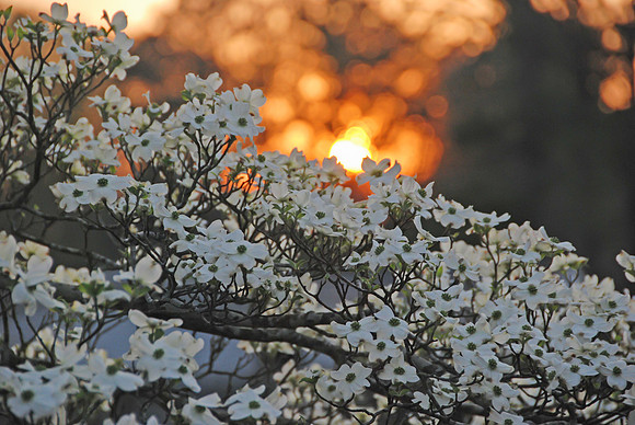 dogwood