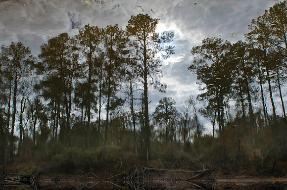 Neuse River Reflections