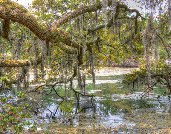 Live Oak Pond