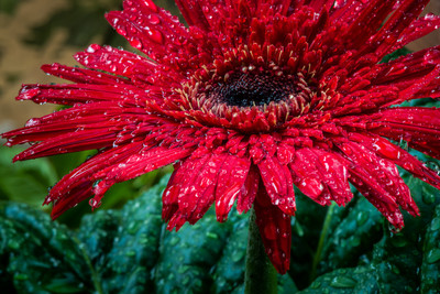 Rain Flower 1