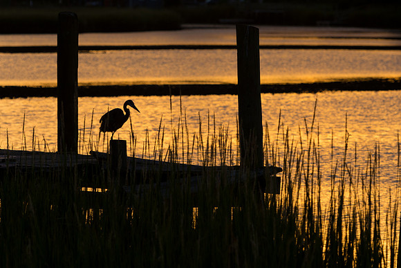 Sunset Herring