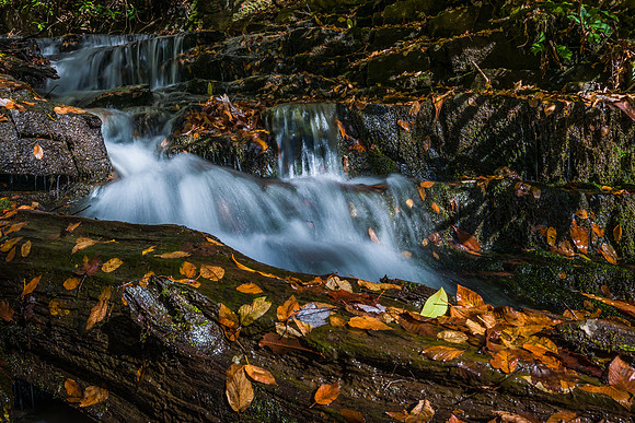 Fall Creek Leaves