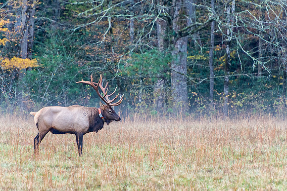 Elk