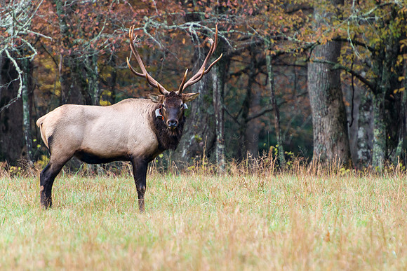 Elk