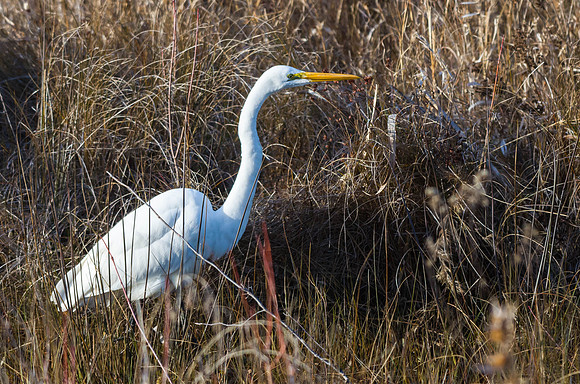 White Heron