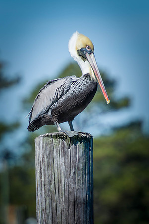 Pelican