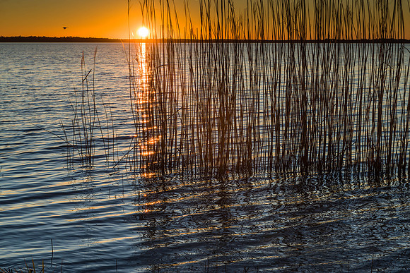 Mattamuskeet Sunset