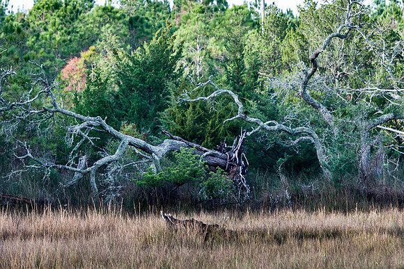 Fallen Tree