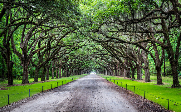 Wormsloe Plantation