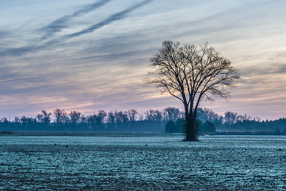 January Field