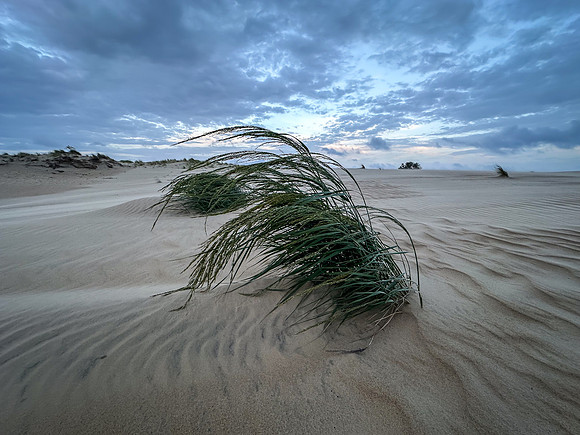 Wind Swept