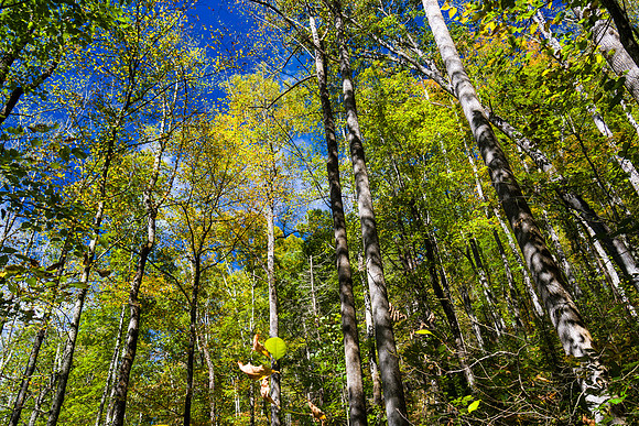 Autumn Trees
