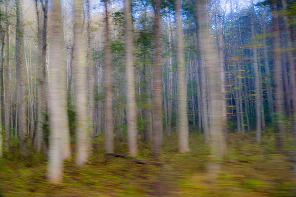 Tree Blur