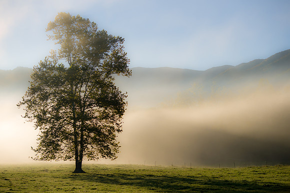 Cades Cove Tree