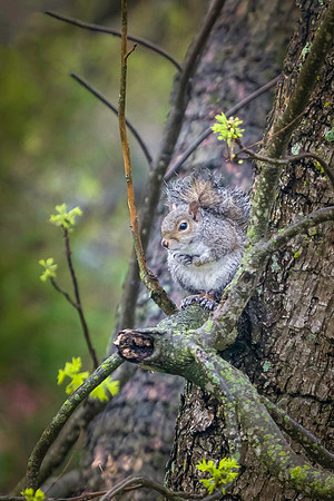 Springtime Squril