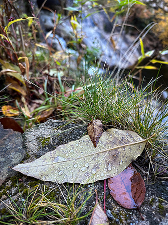 Leaf and Waterfall