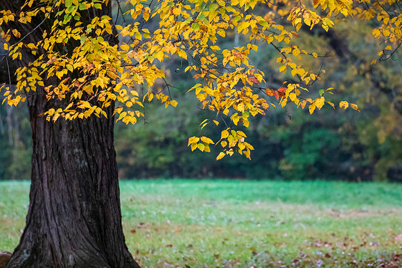 Cades Cove