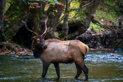 Elk, Cherokee