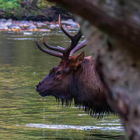 Elk , Cherokee