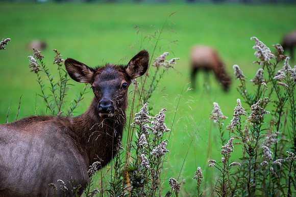 Elk, Cherokee