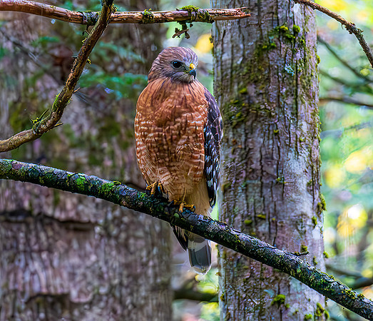 Hawk, Cades Cove