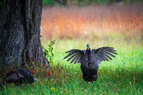 Turkey, Cades Cove