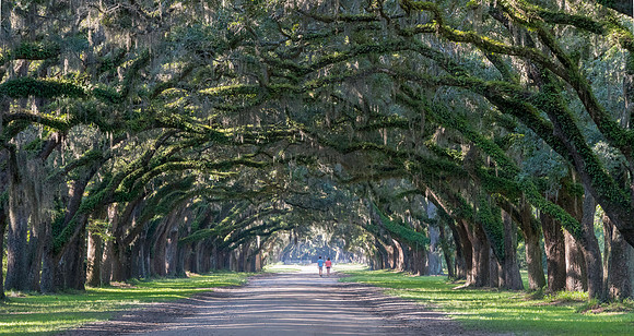 Wormsloe Trees