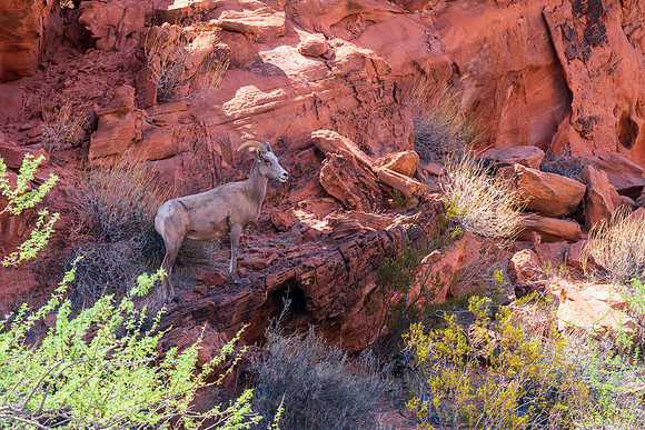 Big Horned Sheep